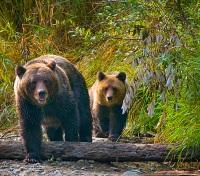 Atnarko River Wildlife
